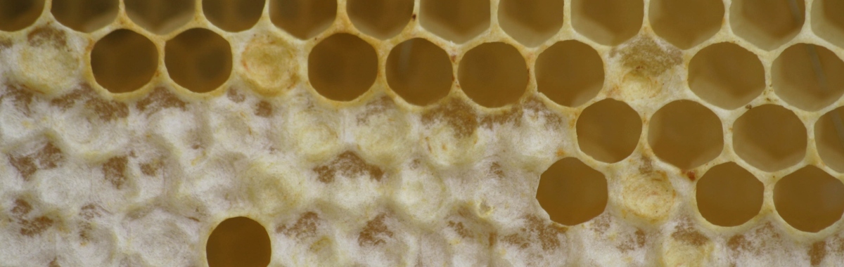 Dominic  Thorpe  Gallery  Page  Image    Honey  Combe 2010