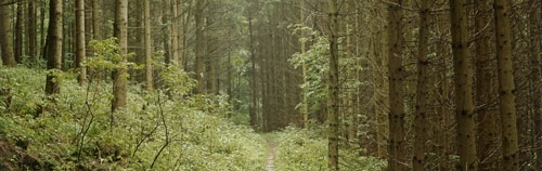 Forset Foothpath Bauernberg