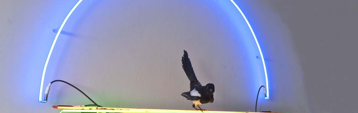 Niamh  Mc Cann   Lightness   Magpie  Horizon