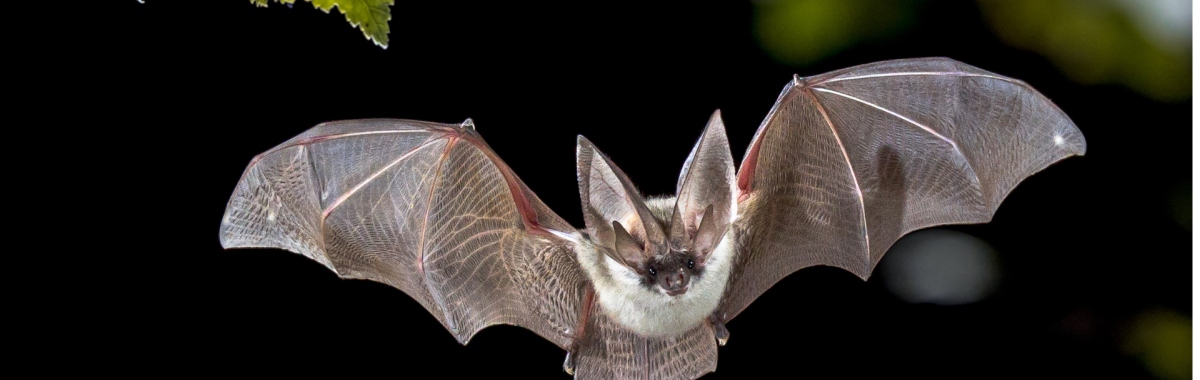 Bat walk The Shaking Bog