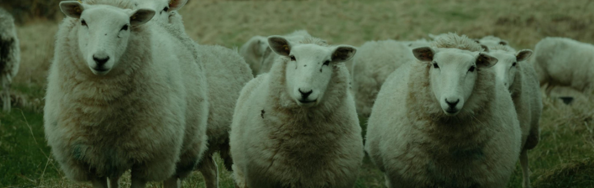 Notes from sheepland banner image