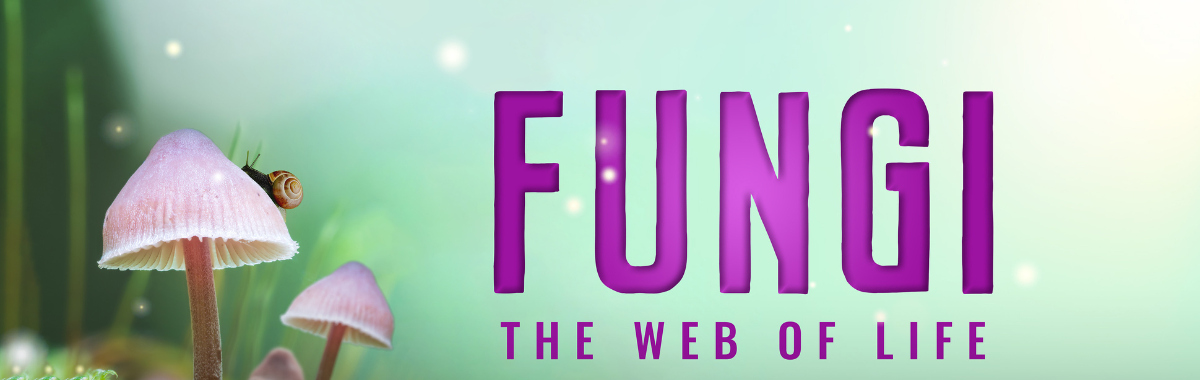 Fungi the web of life