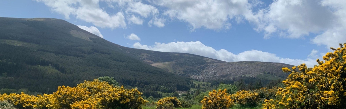 Biodiversity Mary Tubridy Web Banner