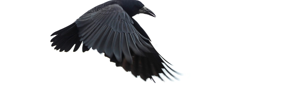 Flying Crow Resized