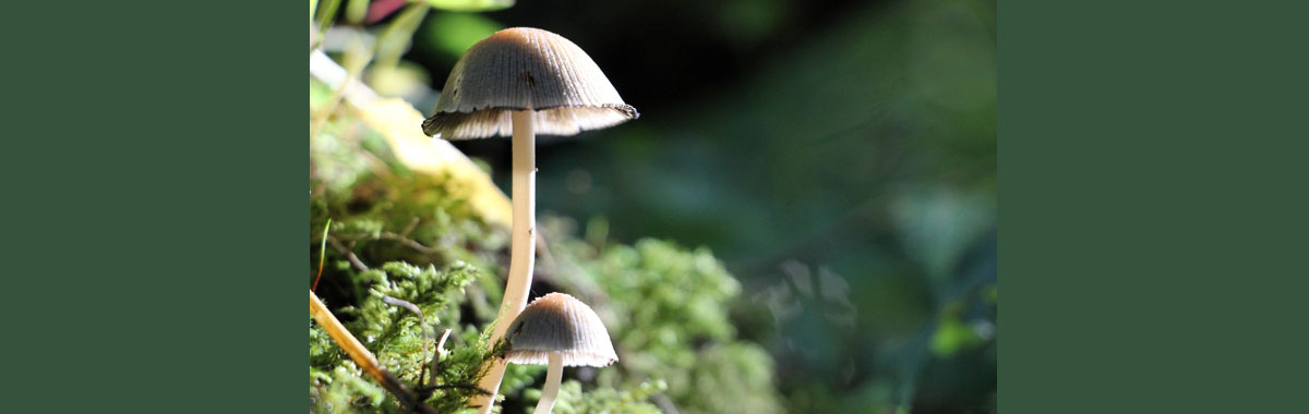 Mushroom Image BANNER