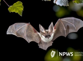 Bat walk The Shaking Bog