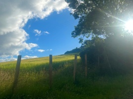 Hedgerows The Shaking Bog