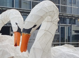 Story Swans