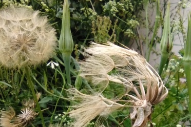 Seedheads salsify celery chervil and rocket by Elida Maiques 2024