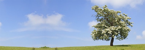 Hawthorn Tree Banner