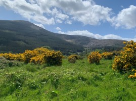 Biodiversity Mary Tubridy Thumbnail