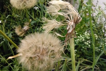 Seedheads salsify celery chervil and rocket by Elida Maiques 2024